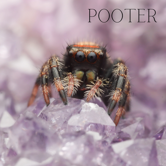 POOTER