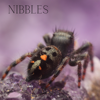 NIBBLES