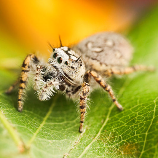 PHIDIPPUS MYSTACEUS - MATURE FEMALE