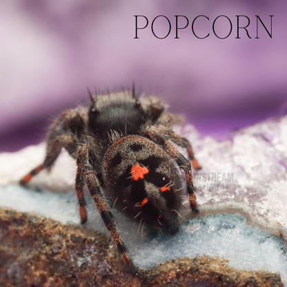 POPCORN