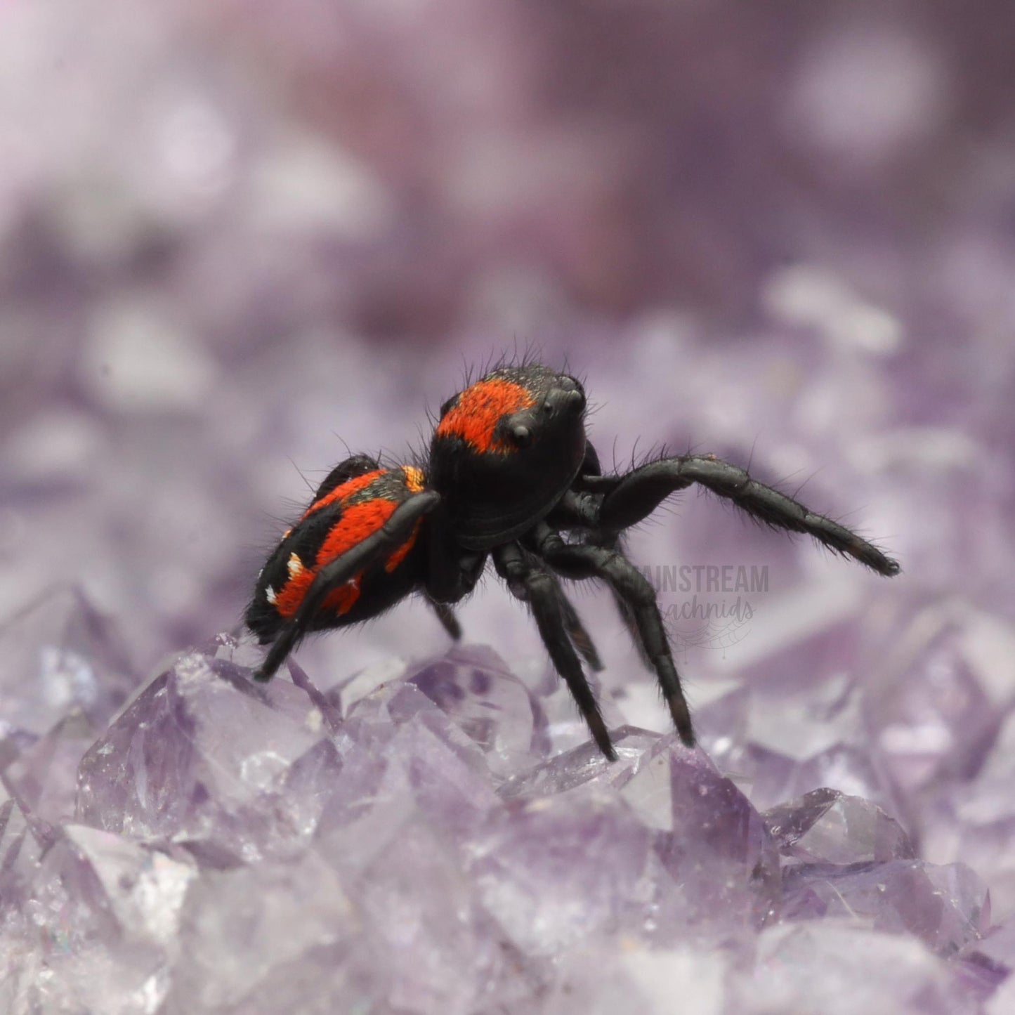 PHIDIPPUS APACHEANUS