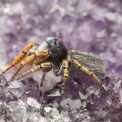 MATURE MALE PHIDIPPUS MYSTACEUS