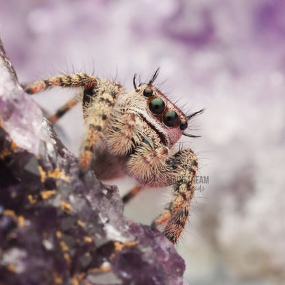 PHIDIPPUS OTIOSUS - CANOPY JUMPING SPIDER