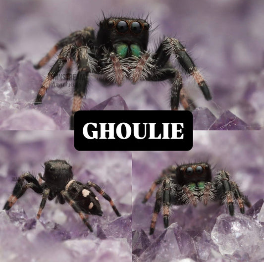 GHOULIE