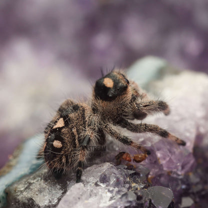 PHIDIPPUS REGIUS - REGAL JUMPING SPIDER