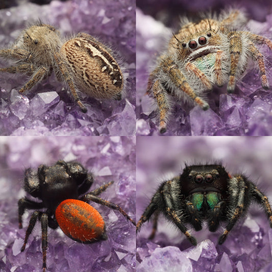 PHIDIPPUS TEXANUS - SLINGS