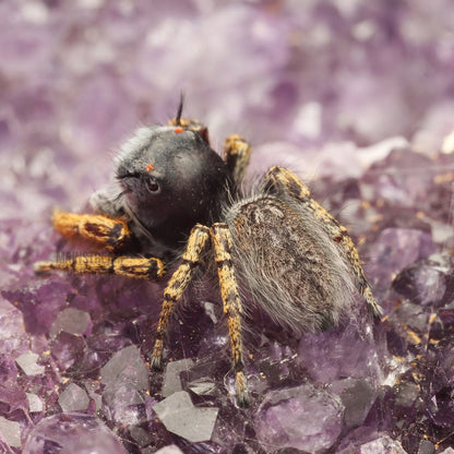 MATURE MALE PHIDIPPUS MYSTACEUS