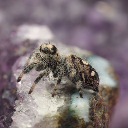 PHIDIPPUS REGIUS - REGAL JUMPING SPIDER