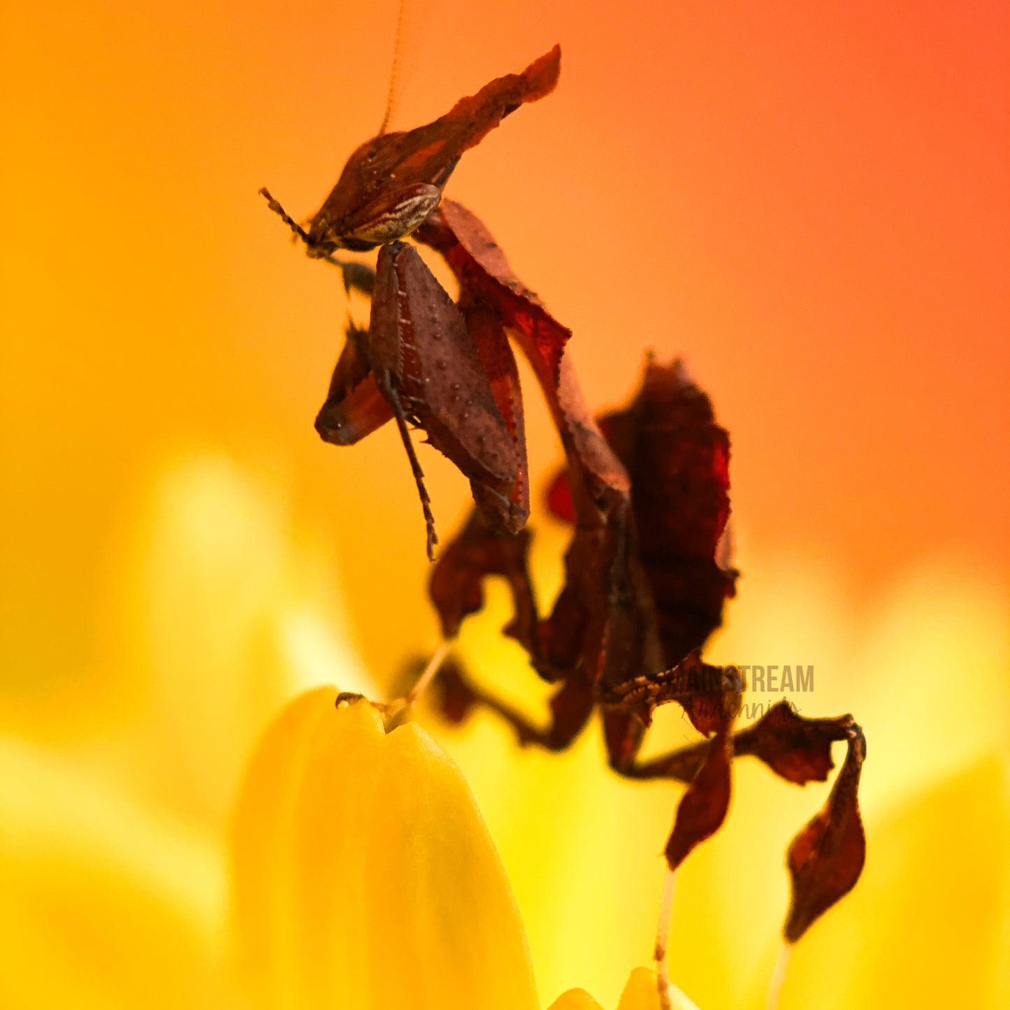 GHOST MANTIS