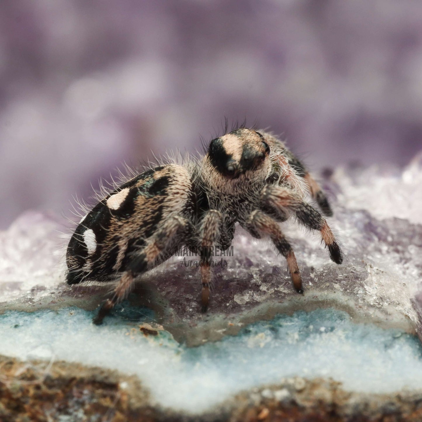 PHIDIPPUS REGIUS - REGAL JUMPING SPIDER