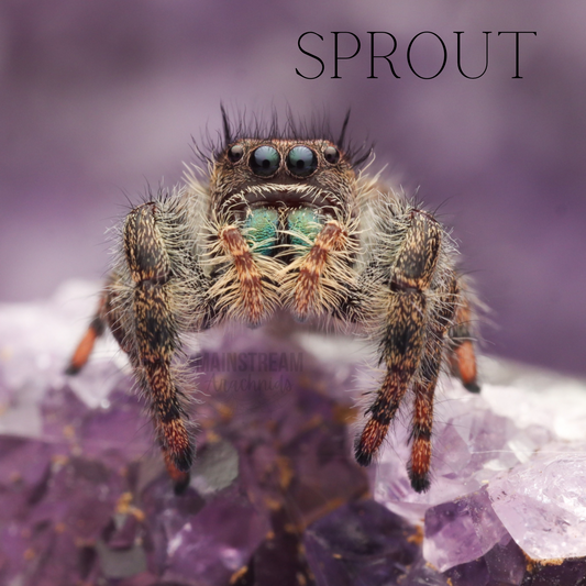 SPROUT