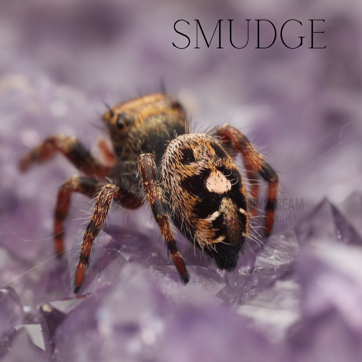 SMUDGE