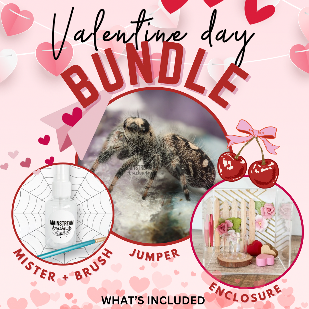 Valentine’s Day Bundle