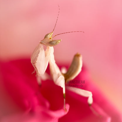 ORCHID MANTIS