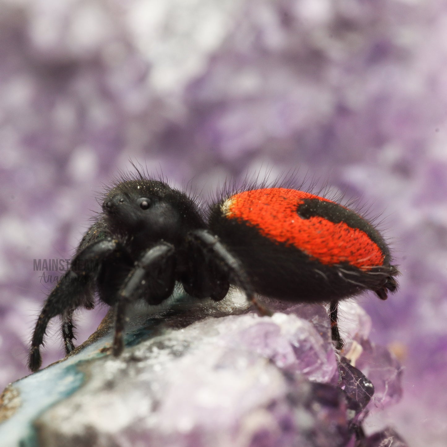 PHIDIPPUS JOHNSONI