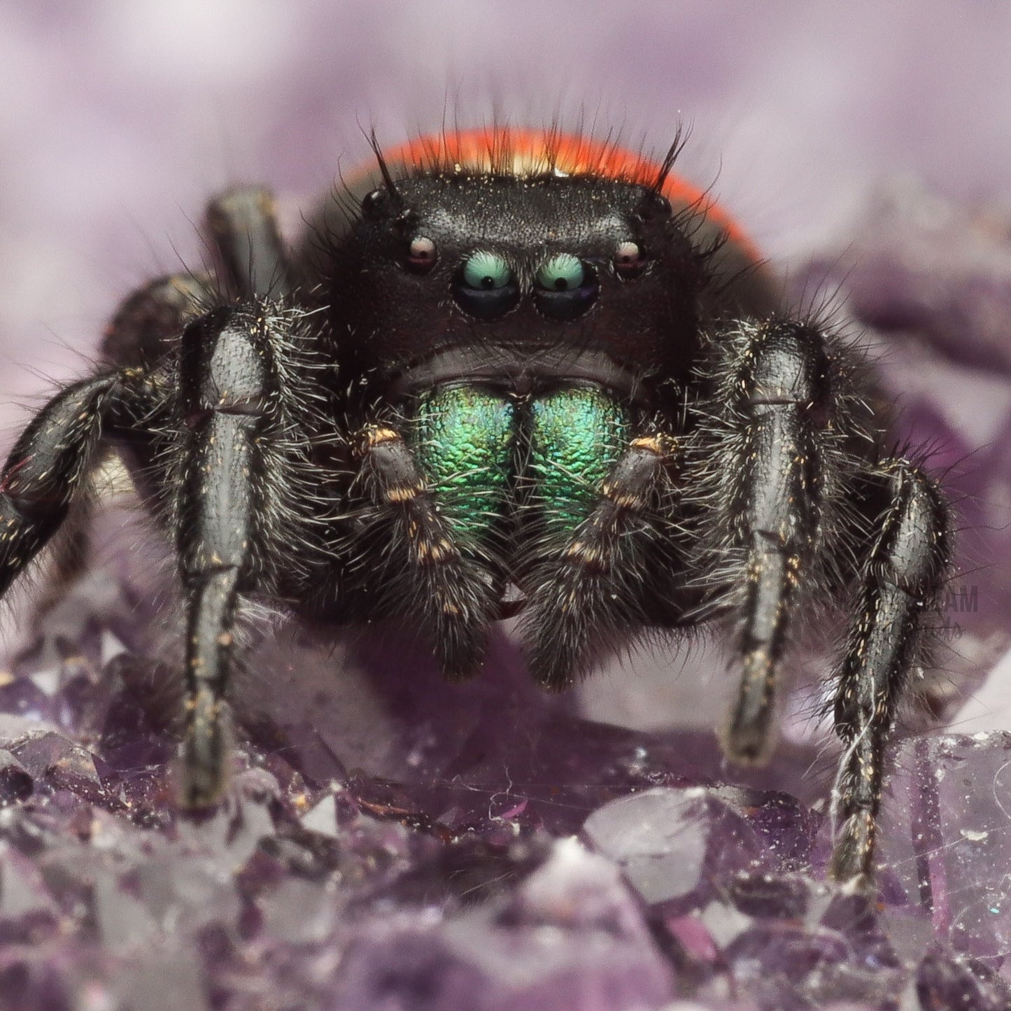 PHIDIPPUS JOHNSONI