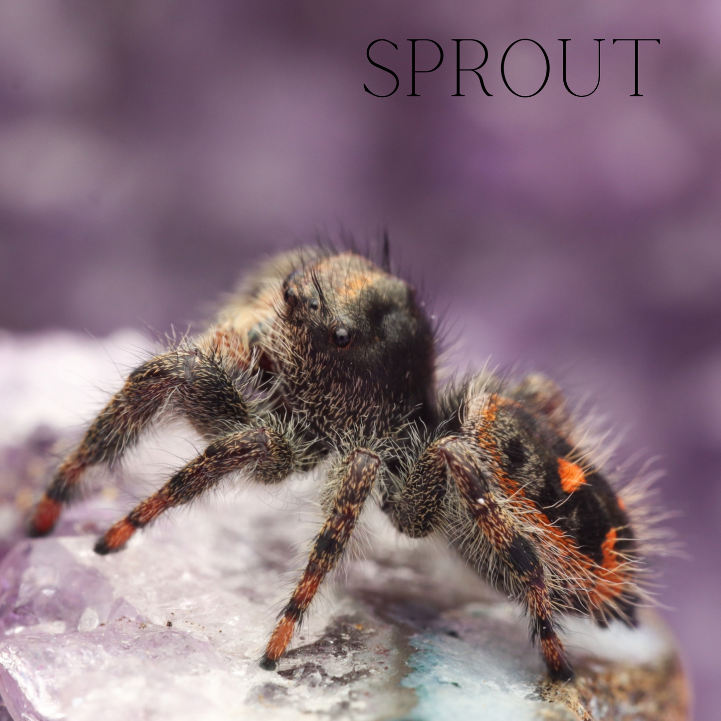 SPROUT