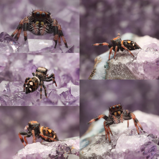 PHIDIPPUS REGIUS - REGAL JUMPING SPIDER