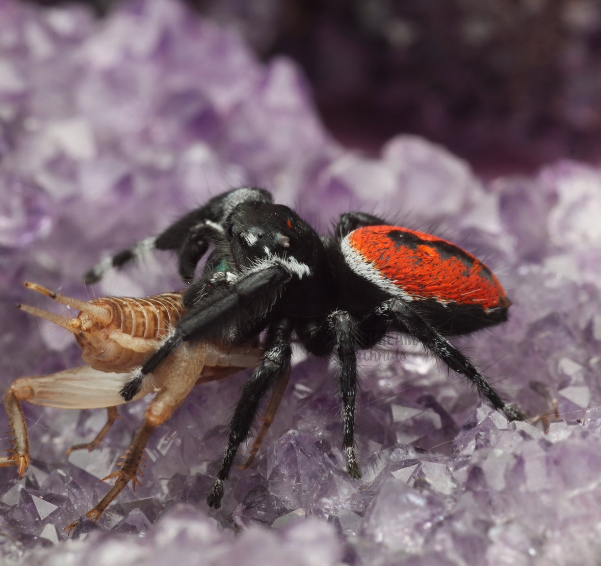 PHIDIPPUS CARNEUS