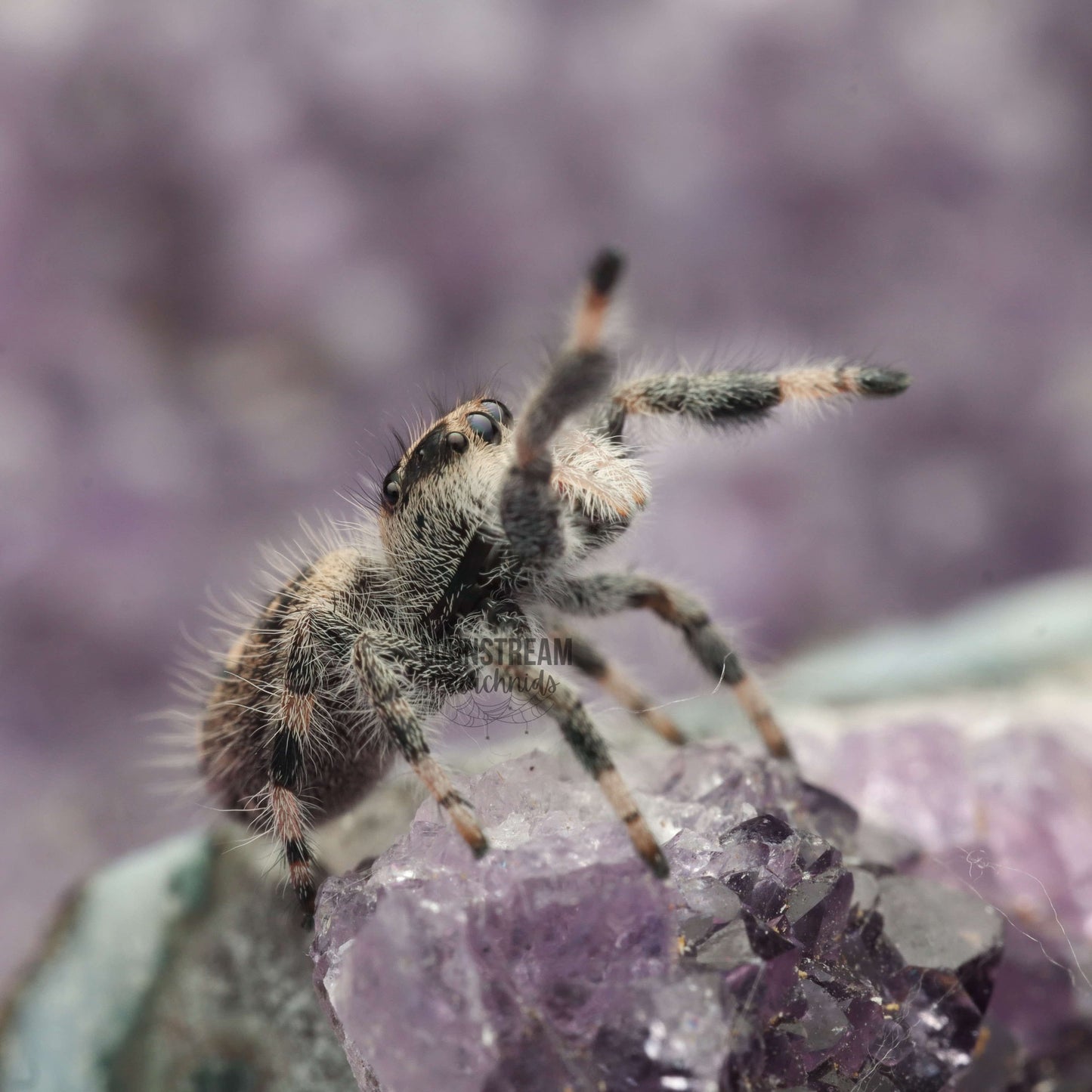 PHIDIPPUS REGIUS - REGAL JUMPING SPIDER