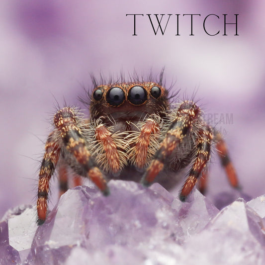 regal jumping spider 5i+ GREEN chelicerae – Marshall Arachnids