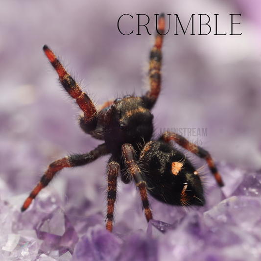 Jumping Spider Care Guide – Mainstream Arachnids