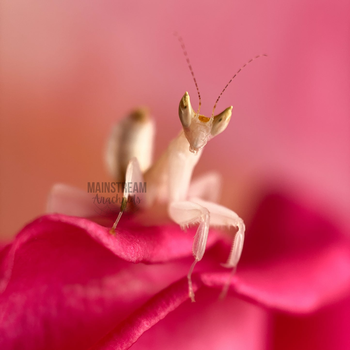 ORCHID MANTIS