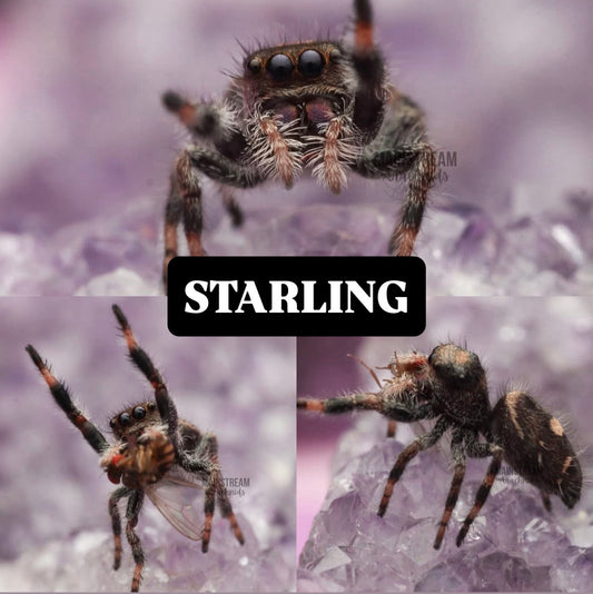 STARLING