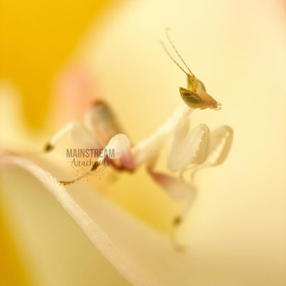 ORCHID MANTIS