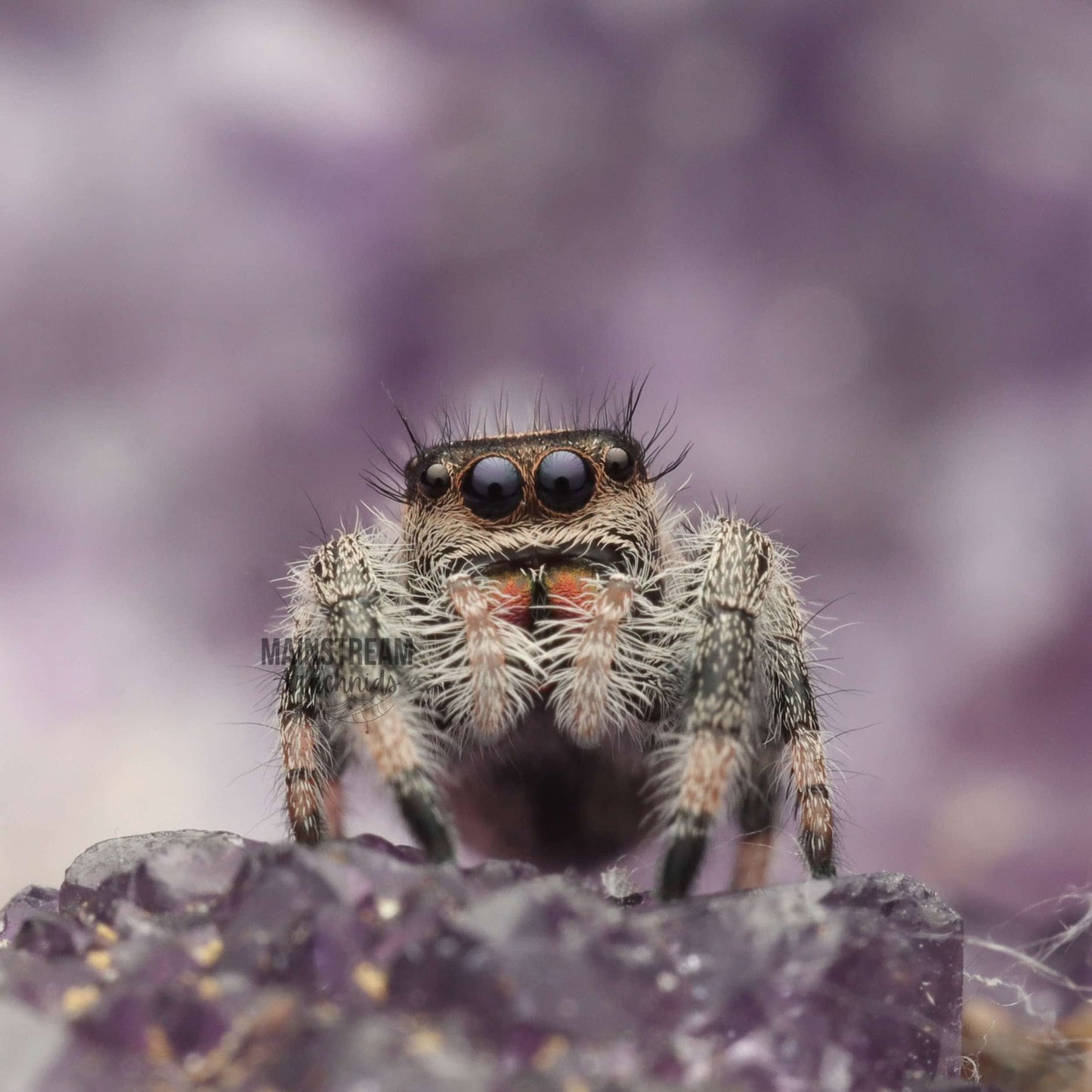 PHIDIPPUS REGIUS - REGAL JUMPING SPIDER