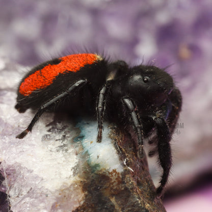 PHIDIPPUS JOHNSONI