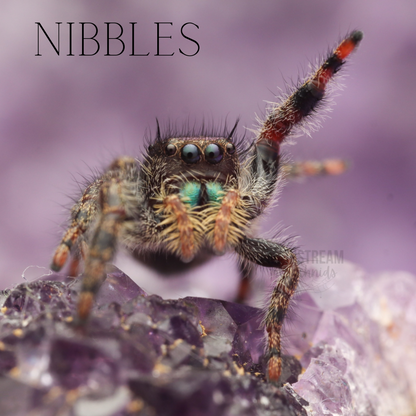 NIBBLES