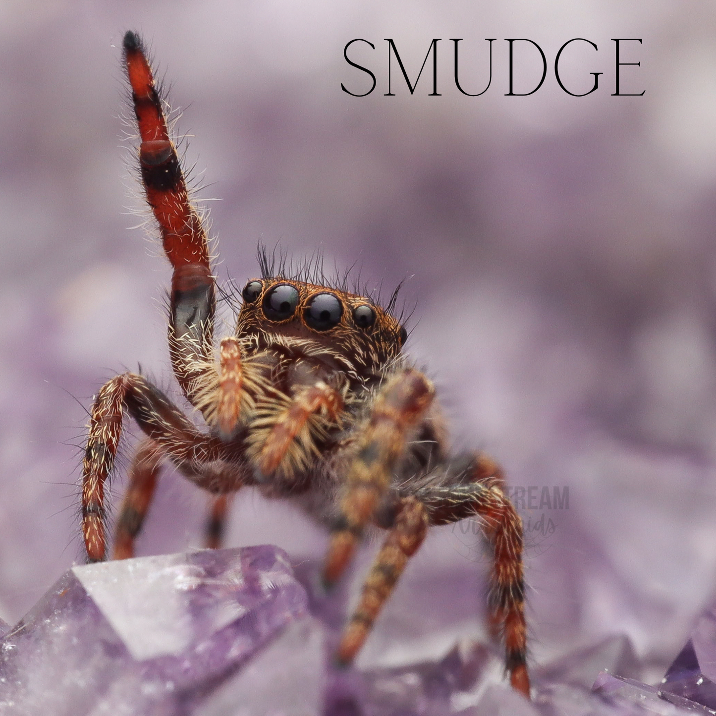 SMUDGE