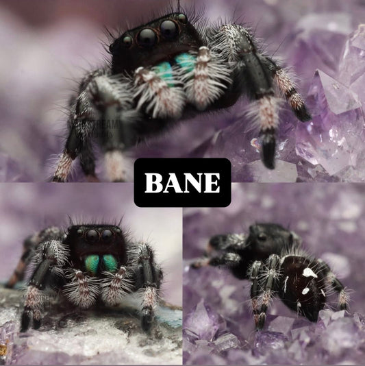 BANE