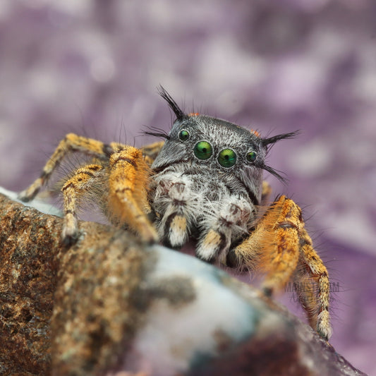 MATURE MALE PHIDIPPUS MYSTACEUS