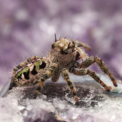 PHIDIPPUS OTIOSUS - CANOPY JUMPING SPIDER