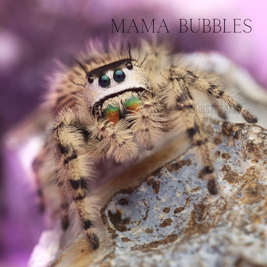 regal jumping spider 5i+ GREEN chelicerae – Marshall Arachnids