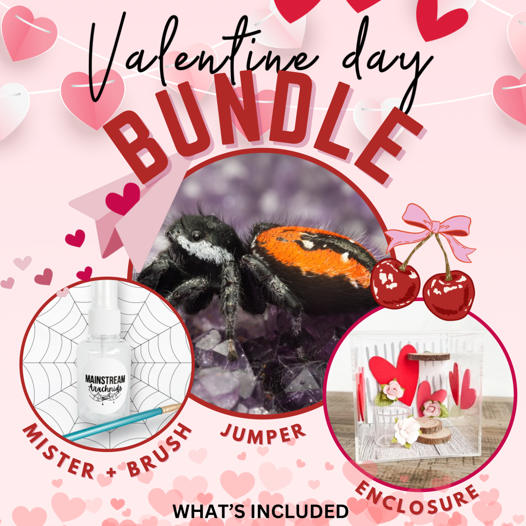 Valentine’s Day Bundle