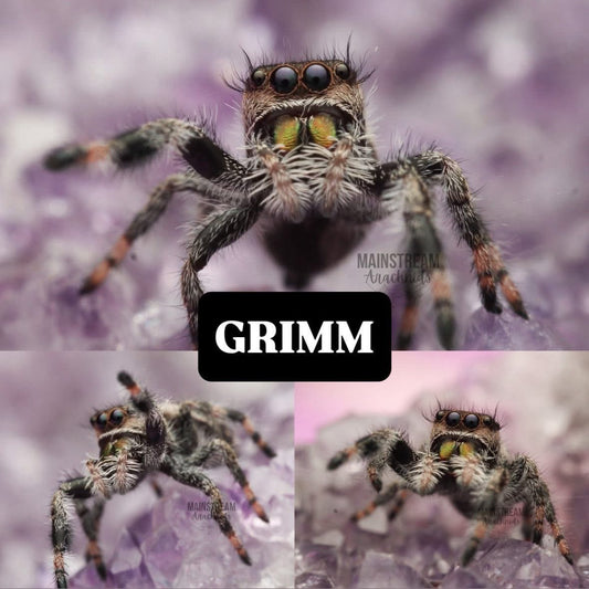 GRIMM