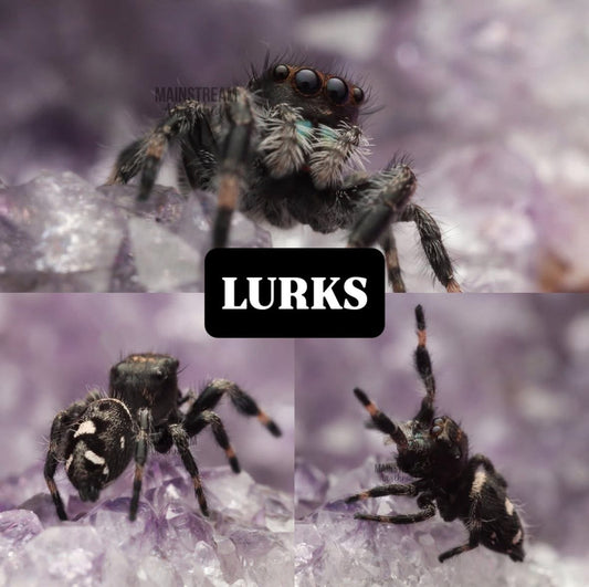 LURKS